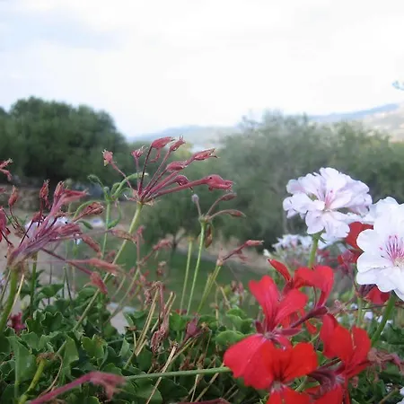 Moma فندق